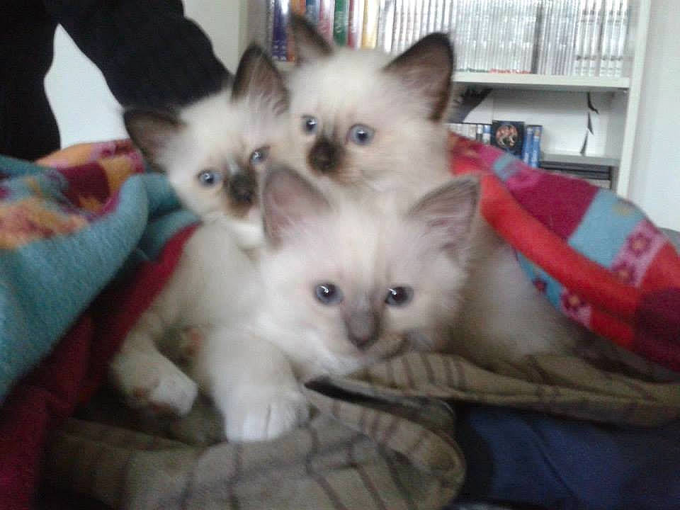 Jade participe au concours pour gagner de l'argent avec cette photo : balinese, birman, bookcase, box, carnivore, cat, claw, comfort, eye, fawn, felidae, fur, iris, paw, ragdoll, shelf, siamese, small_to_medium_sized_cats, snout, whiskers