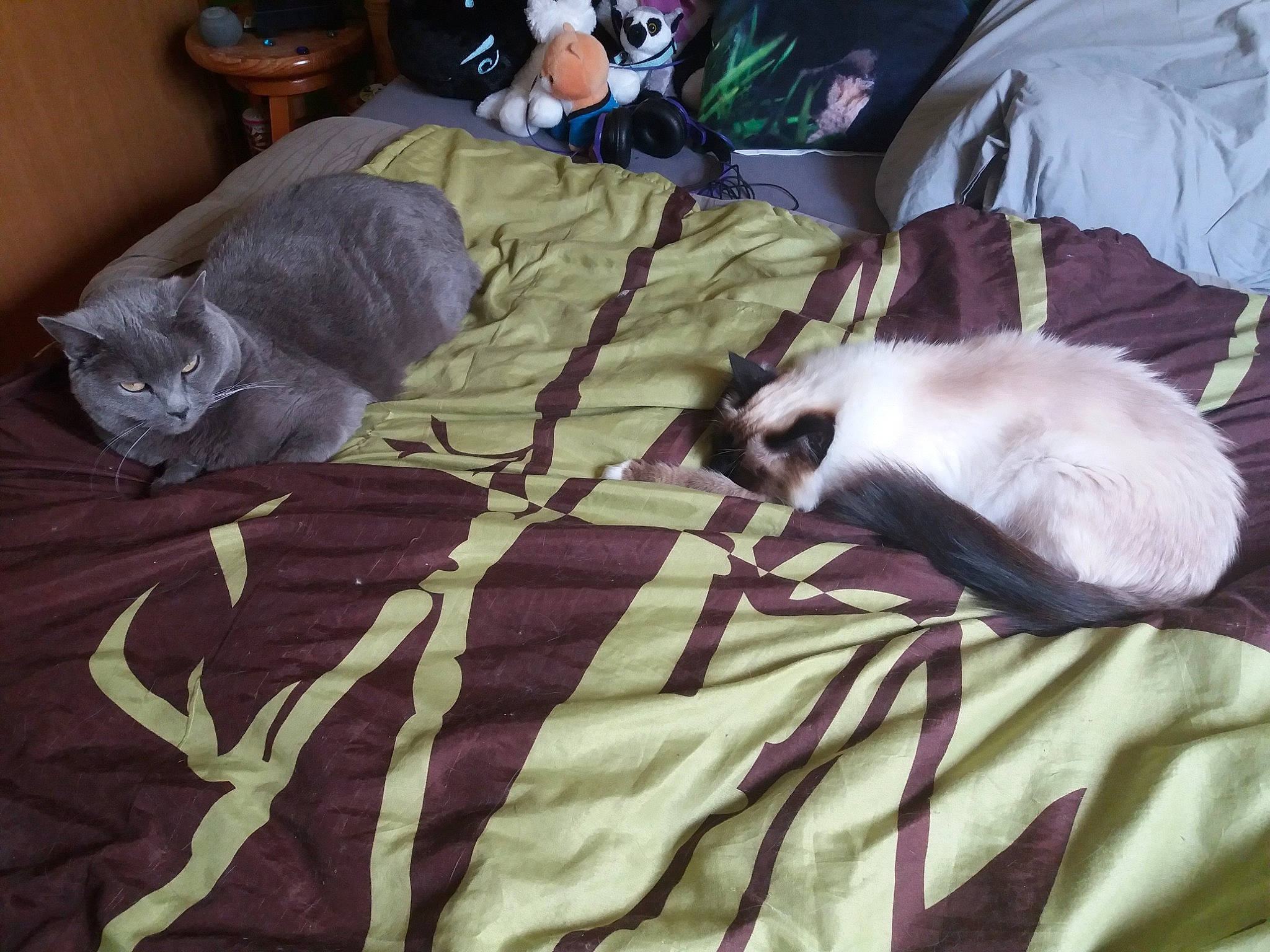 Jade a rejoint le concours — aidez-le/la à gagner de superbes lots ! bag, bed, bed_sheet, bedding, carnivore, cat, comfort, domestic_short_haired_cat, duvet, felidae, fur, grey, linens, nap, pattern, room, small_to_medium_sized_cats, tail, textile, whiskers