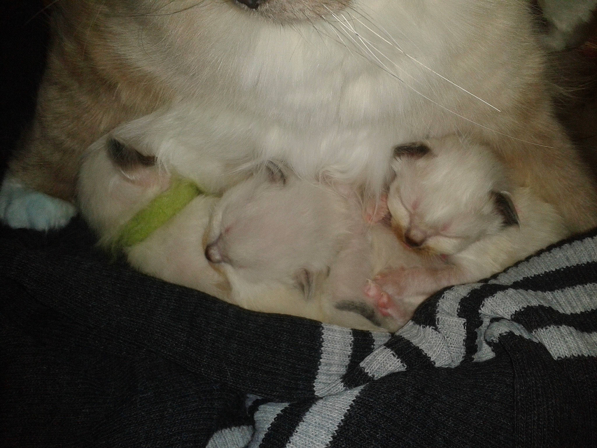 Ange participe au concours pour gagner de l'argent avec cette photo : canidae, carnivore, cat, claw, comfort, companion_dog, dog_breed, domestic_short_haired_cat, fawn, felidae, fur, nap, paw, sleep, small_to_medium_sized_cats, snout, sporting_group, tail, terrestrial_animal, whiskers