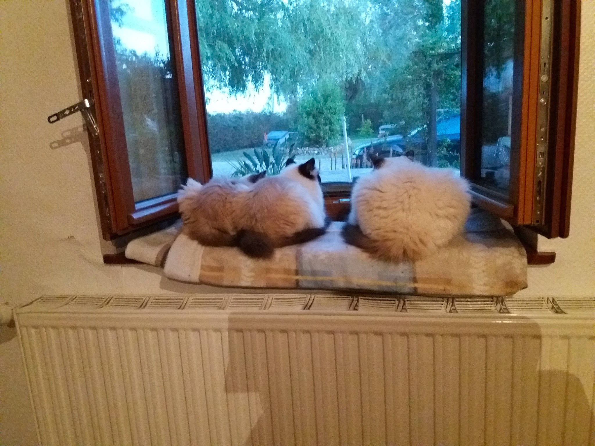 Ange participe au concours pour gagner de l'argent avec cette photo : display_case, fawn, felidae, flooring, fur, glass, hardwood, interior_design, plant, plush, room, shelving, small_to_medium_sized_cats, stuffed_toy, tail, toy, tree, window, winter, wood