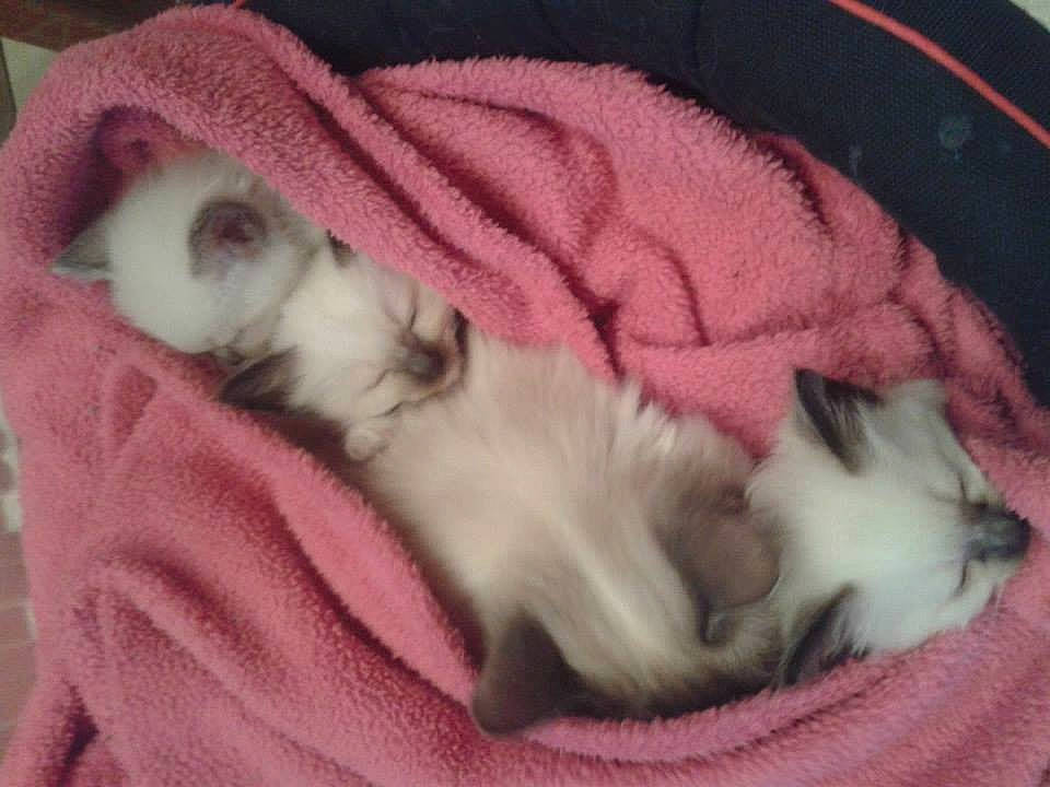 Ange participe au concours pour gagner de l'argent avec cette photo : canidae, carnivore, cat, cat_bed, cat_supply, comfort, companion_dog, dog_bed, dog_breed, dog_supply, fawn, felidae, fur, linens, nap, paw, pet_supply, small_to_medium_sized_cats, tail, whiskers