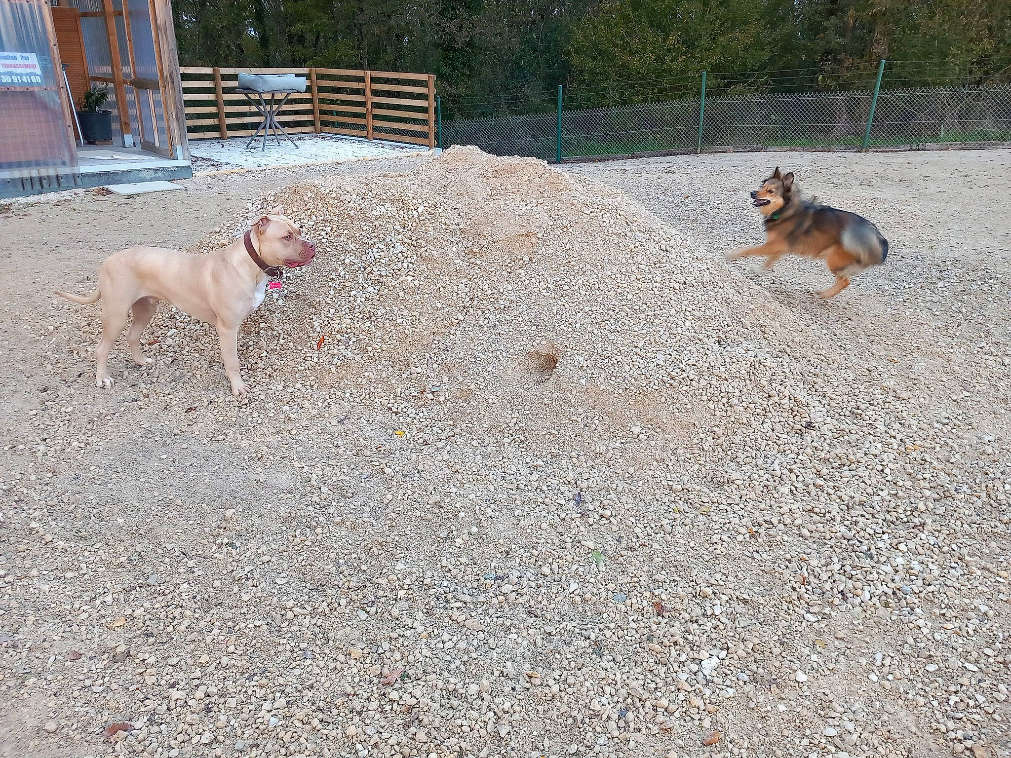 Cancun a rejoint le concours — aidez-le/la à gagner de superbes lots ! asphalt, canidae, carnivore, companion_dog, composite_material, curb, dog, dog_breed, fawn, fence, grass, pet_supply, road_surface, snout, soil, sporting_group, tail, terrestrial_animal, tree, working_animal