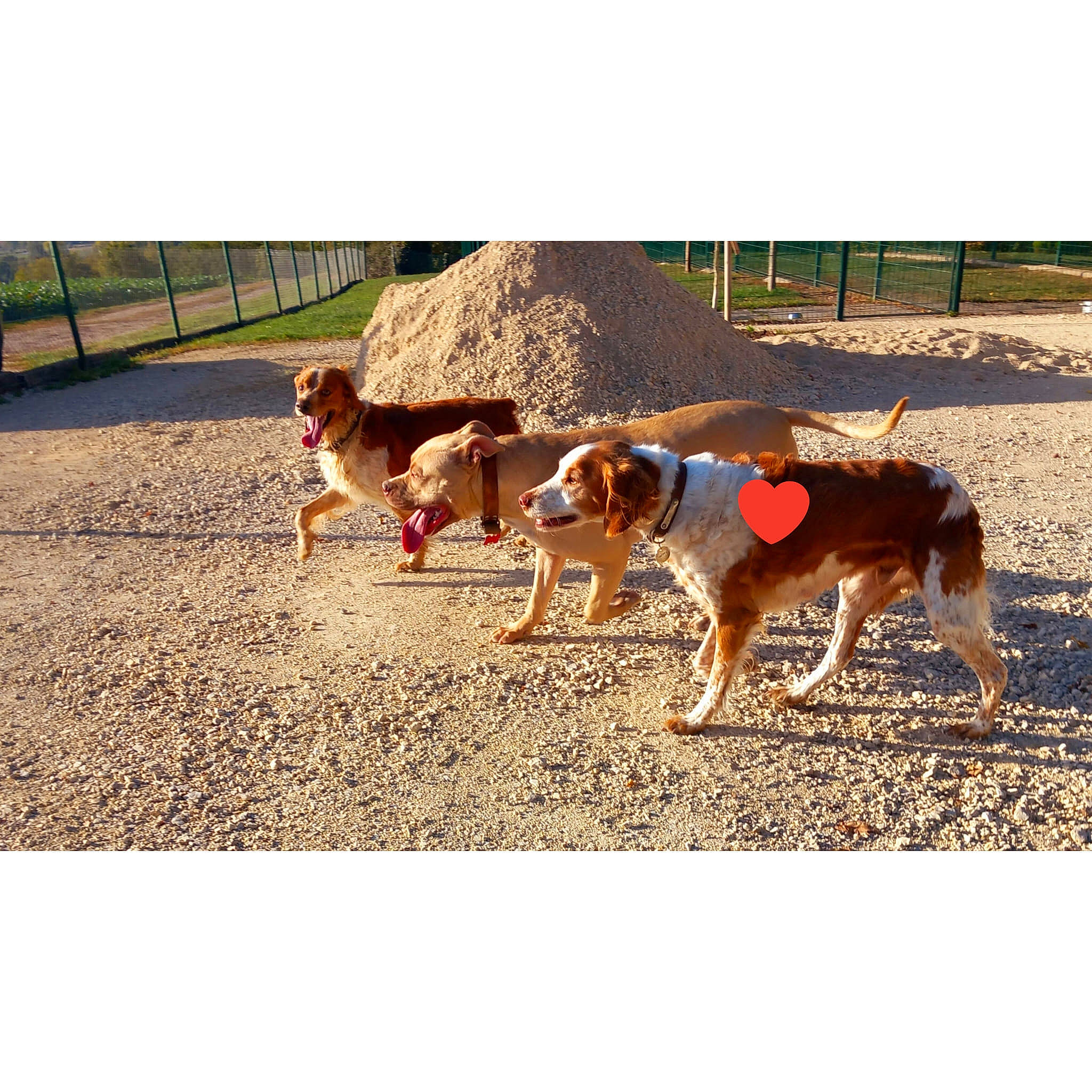 Cancun a rejoint le concours — aidez-le/la à gagner de superbes lots ! carnivore, collar, companion_dog, dog, dog_breed, fashion_accessory, grass, landscape, mammal, pet_supply, plant, rectangle, soil, sporting_group, tints_and_shades, vertebrate, working_animal, working_dog