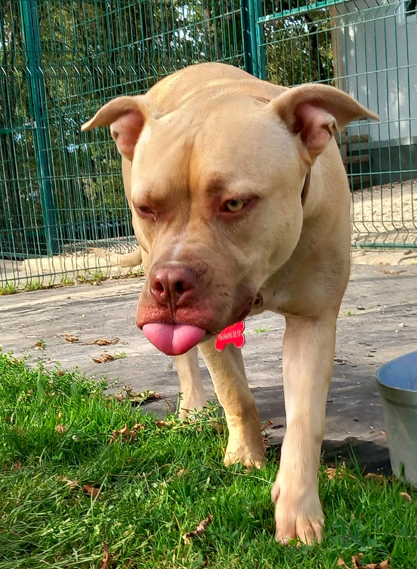 Cancun participe au concours pour gagner de l'argent avec cette photo : canidae, carnivore, collar, companion_dog, dog, dog_breed, dog_collar, fawn, fence, grass, liver, plant, snout, sporting_group, tail, terrestrial_animal, tree, whiskers, working_animal, wrinkle