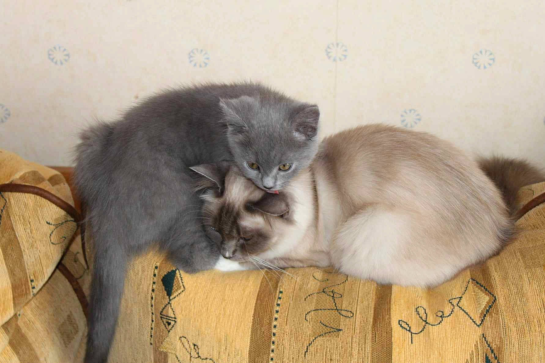 Fizzy participe au concours pour gagner de l'argent avec cette photo : box, carnivore, cat, cat_supply, claw, comfort, domestic_short_haired_cat, fawn, felidae, fur, grey, paw, small_to_medium_sized_cats, snout, tail, whiskers, window