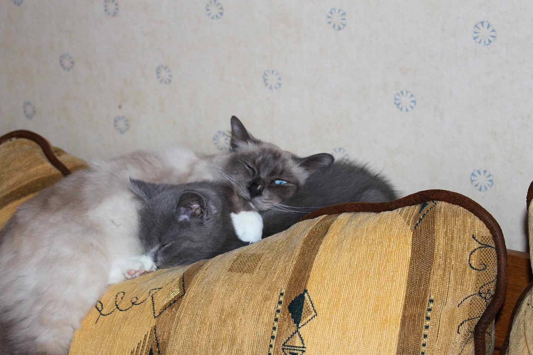 Fizzy a rejoint le concours — aidez-le/la à gagner de superbes lots ! black_cat, carnivore, cat, cat_supply, comfort, couch, domestic_short_haired_cat, felidae, fur, hardwood, linens, living_room, room, small_to_medium_sized_cats, tail, terrestrial_animal, whiskers