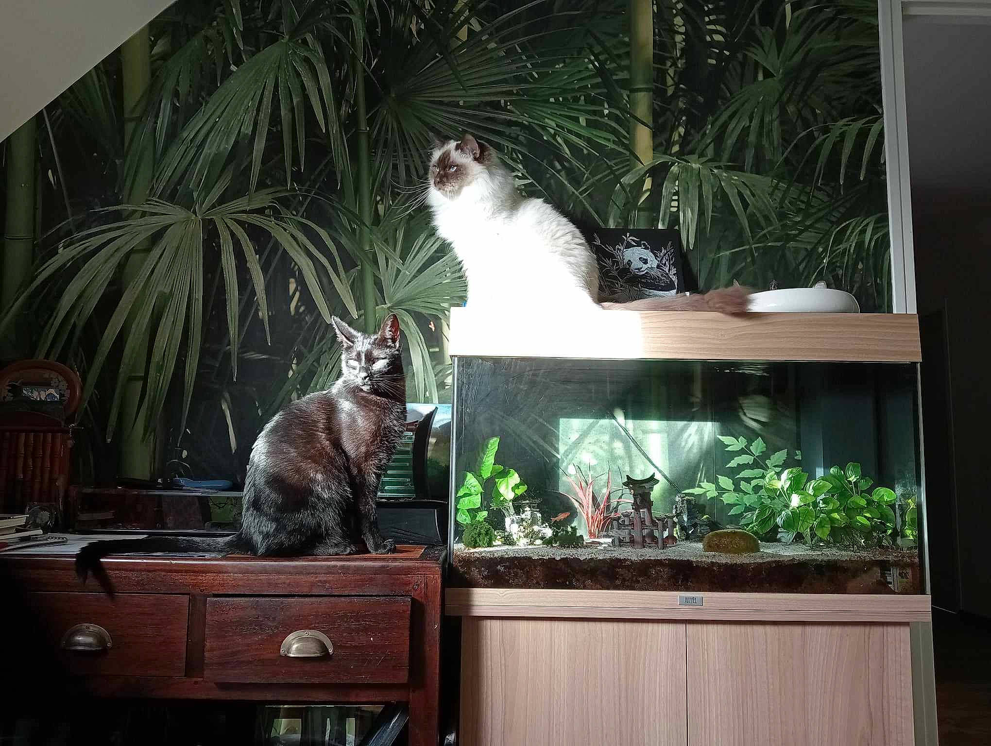 Salem a rejoint le concours — aidez-le/la à gagner de superbes lots ! carnivore, cat, fawn, felidae, flowerpot, fur, grass, green, houseplant, interior_design, light, plant, room, small_to_medium_sized_cats, snapshot, tail, vertebrate, whiskers, window, wood