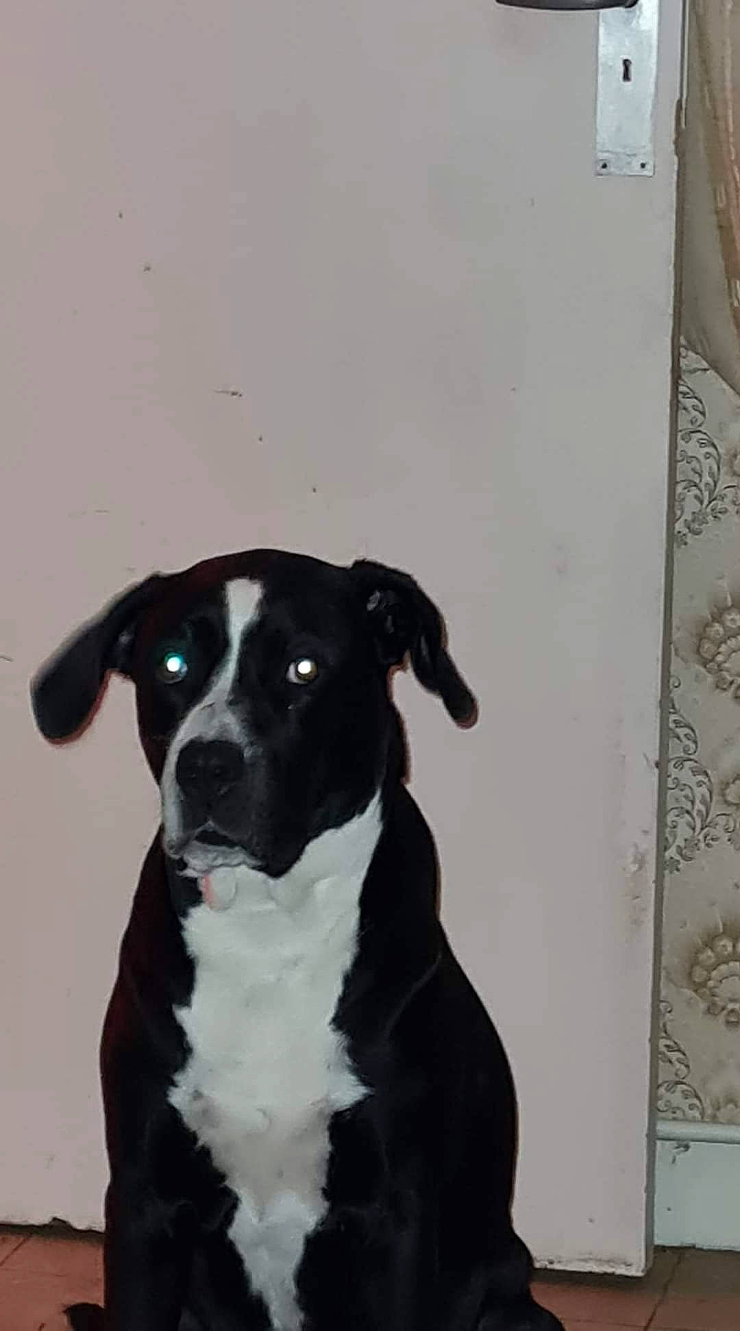 Lara participe au concours pour gagner de l'argent avec cette photo : ancient_dog_breeds, art, boston_terrier, canidae, carnivore, collar, companion_dog, dog, dog_breed, dog_collar, guard_dog, illustration, molosser, non_sporting_group, rectangle, sporting_group, tail, whiskers, working_animal, working_dog