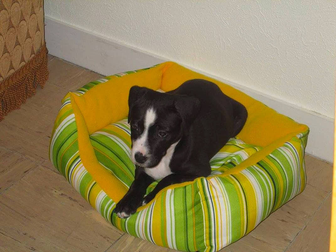 Lara a rejoint le concours — aidez-le/la à gagner de superbes lots ! canidae, carnivore, comfort, companion_dog, dog, dog_bed, dog_breed, dog_supply, flooring, grass, hardwood, non_sporting_group, pet_supply, sporting_group, tail, terrestrial_animal, working_animal