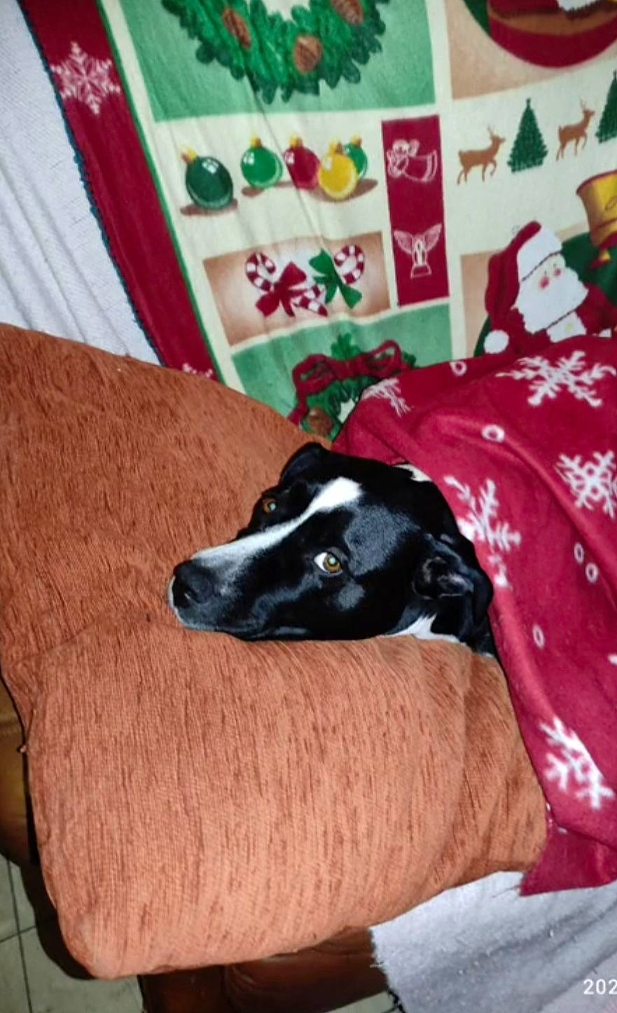 Lara a rejoint le concours — aidez-le/la à gagner de superbes lots ! canidae, carnivore, comfort, companion_dog, dog, dog_breed, dog_supply, green, guard_dog, hardwood, linens, non_sporting_group, room, sporting_group, wood, working_animal