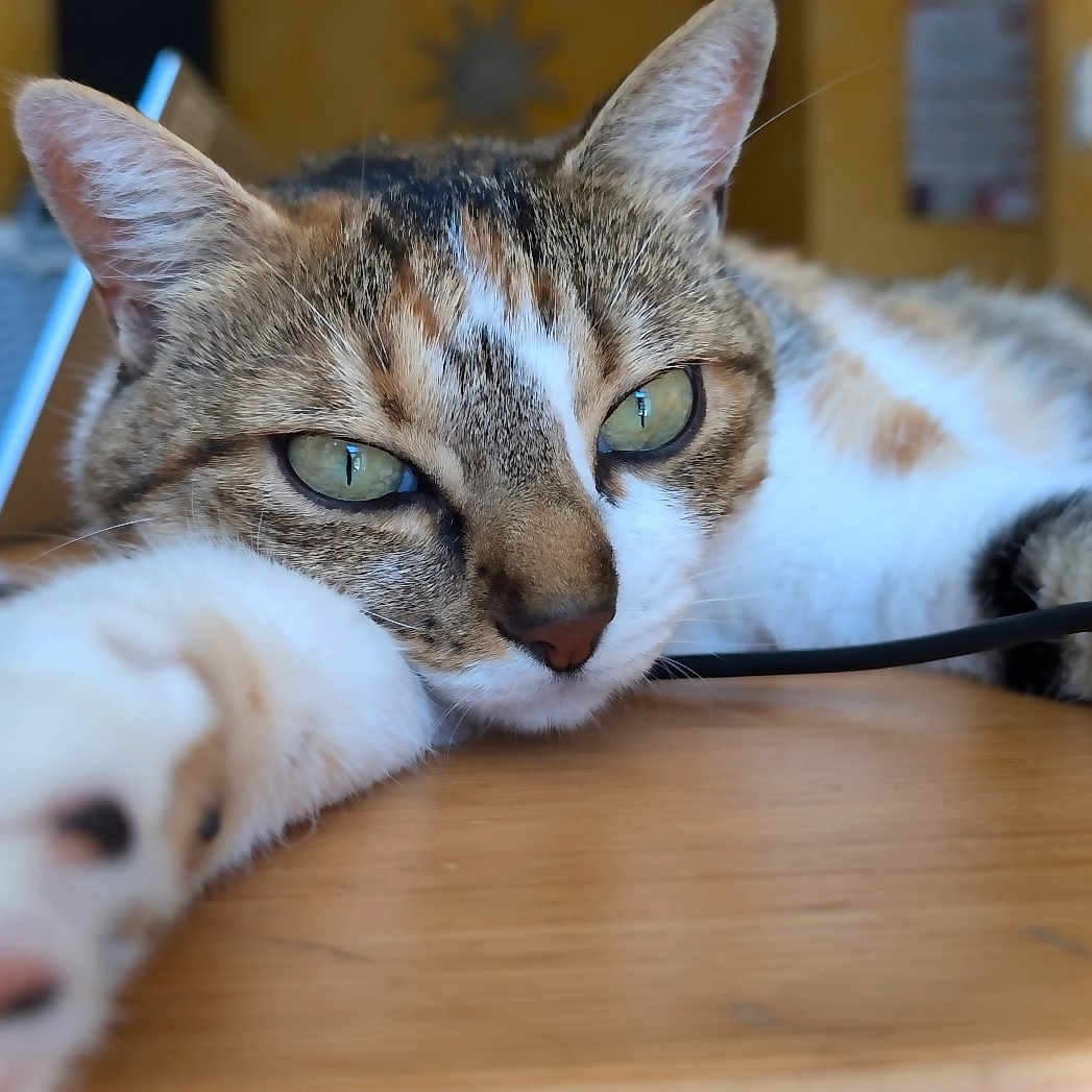Rubis participe au concours pour gagner de l'argent avec cette photo : animal, cat, close_up, cute, domestic, ears, feline, focus, fur, green_eyes, indoor, nose, paw, pet, relaxed, resting, stretching, tabby, whiskers, wooden_surface