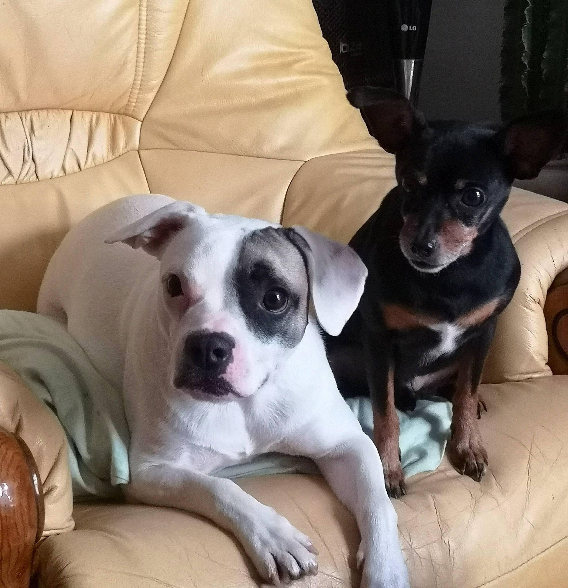 Max a rejoint le concours — aidez-le/la à gagner de superbes lots ! bored, boston_terrier, canidae, carnivore, comfort, companion_dog, couch, dog, dog_breed, ear, fawn, non_sporting_group, paw, puppy, puppy_love, snout, sporting_group, toy_dog, whiskers, working_animal