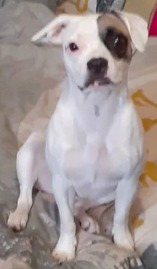 Max a rejoint le concours — aidez-le/la à gagner de superbes lots ! ancient_dog_breeds, canidae, carnivore, collar, companion_dog, dog, dog_breed, dog_collar, dog_supply, fawn, non_sporting_group, pet_supply, snout, sporting_group, toy_dog, whiskers, working_animal