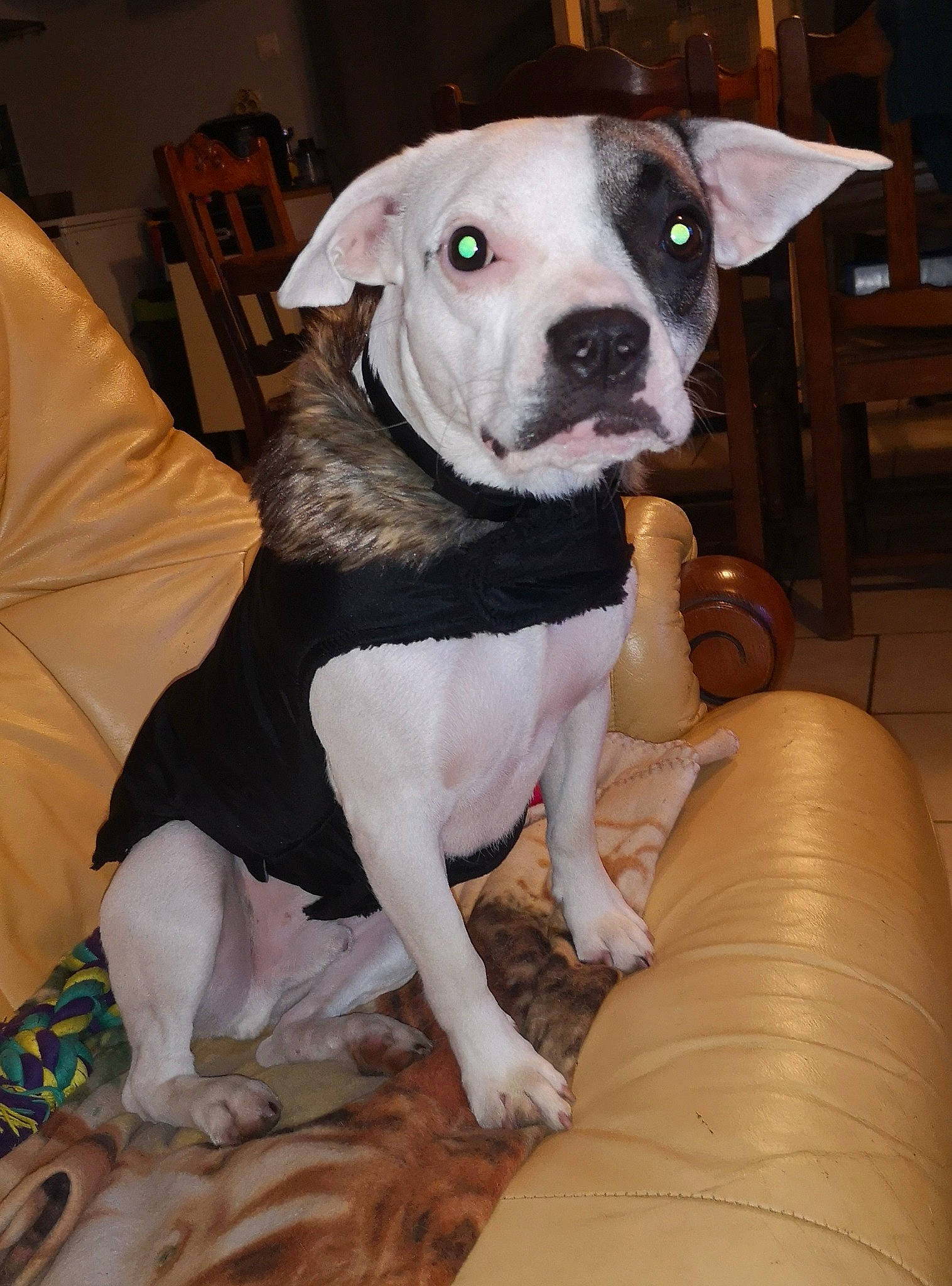 Max participe au concours pour gagner de l'argent avec cette photo : boston_terrier, canidae, carnivore, chair, club_chair, collar, comfort, companion_dog, dog, dog_breed, dog_clothes, dog_collar, fawn, fur, molosser, non_sporting_group, snout, sporting_group, whiskers, working_animal