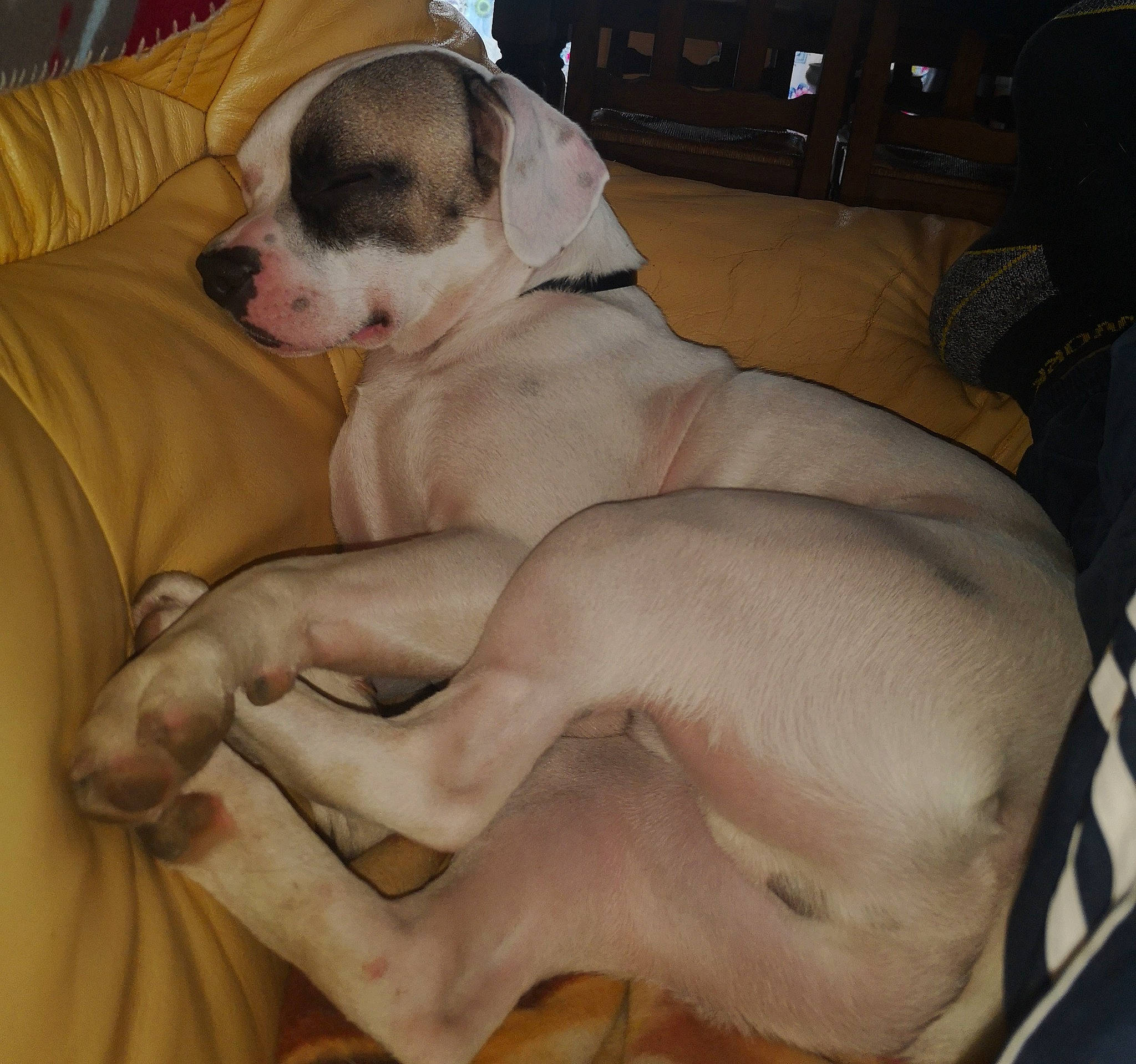 Max a rejoint le concours — aidez-le/la à gagner de superbes lots ! canidae, carnivore, comfort, companion_dog, dog, dog_breed, dog_supply, fawn, home_appliance, nap, non_sporting_group, paw, pet_supply, puppy, puppy_love, sleep, snout, sporting_group, toy_dog, working_animal