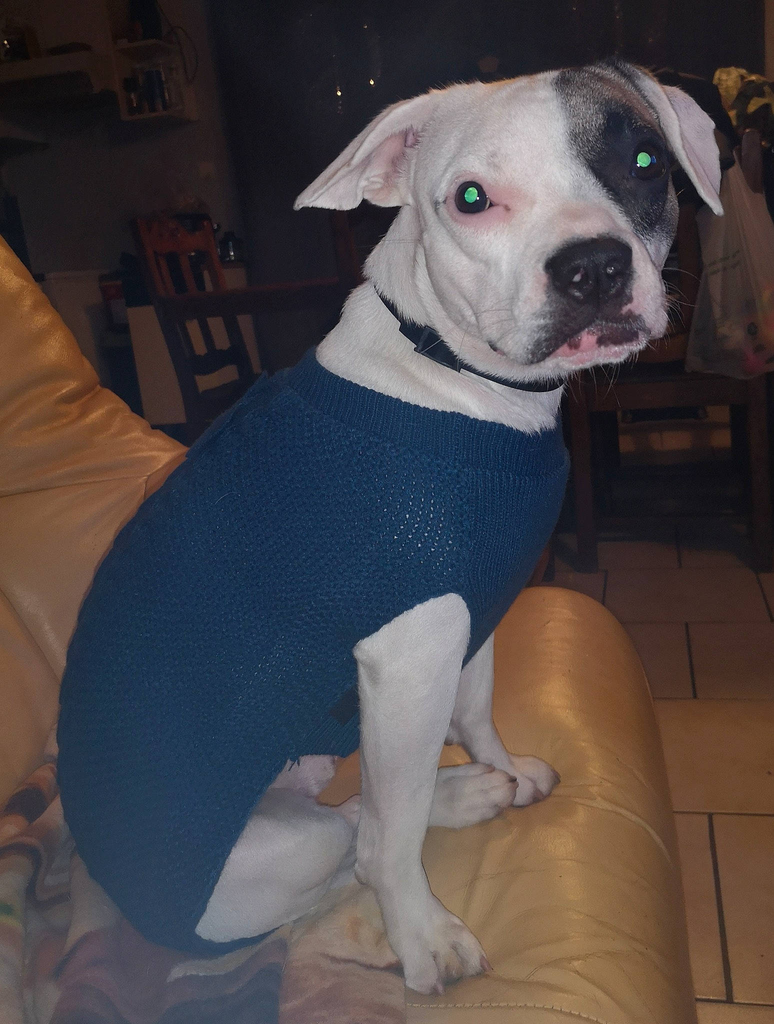 Max a rejoint le concours — aidez-le/la à gagner de superbes lots ! canidae, carnivore, collar, comfort, companion_dog, couch, dog, dog_breed, dog_clothes, dog_collar, fawn, human_leg, molosser, non_sporting_group, pet_supply, sitting, sleeve, sporting_group, thigh, working_animal