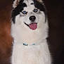 dog, husky, blue_eyes, tongue_out, fluffy, pet, animal, portrait, smiling, white_fur, black_fur, collar, studio, cute, canine, friendly, domestic_animal, mammal, sitting, looking_at_camera