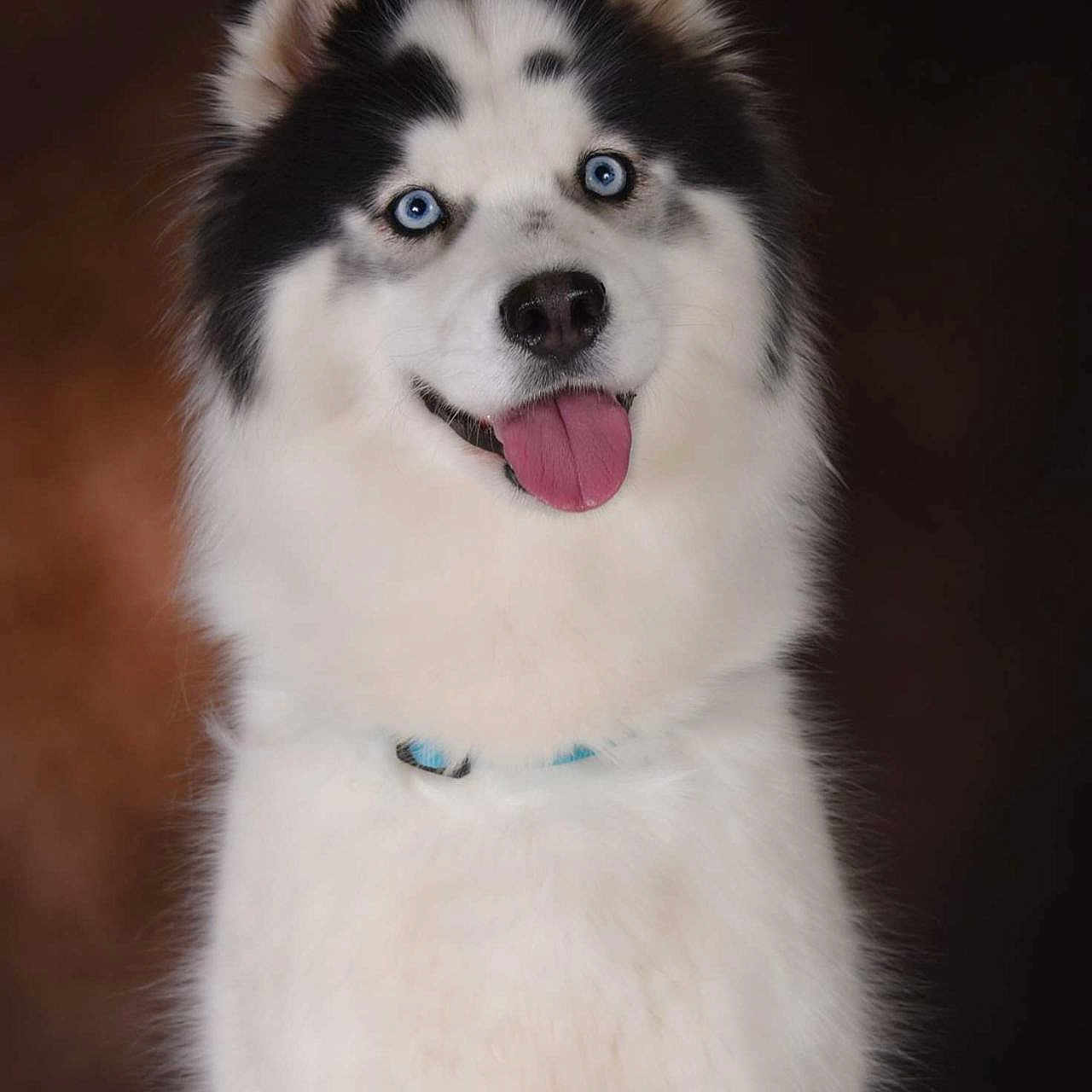 Joy a rejoint le concours — aidez-le/la à gagner de superbes lots ! animal, black_fur, blue_eyes, canine, collar, cute, dog, domestic_animal, fluffy, friendly, husky, looking_at_camera, mammal, pet, portrait, sitting, smiling, studio, tongue_out, white_fur
