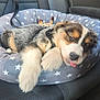 puppy, dog, sleeping, car_seat, pet_bed, star_pattern, fur, tongue_out, cute, animal, resting, collar, leash, cozy, domestic_animal, indoor, relaxation, companion, adorable, young_dog