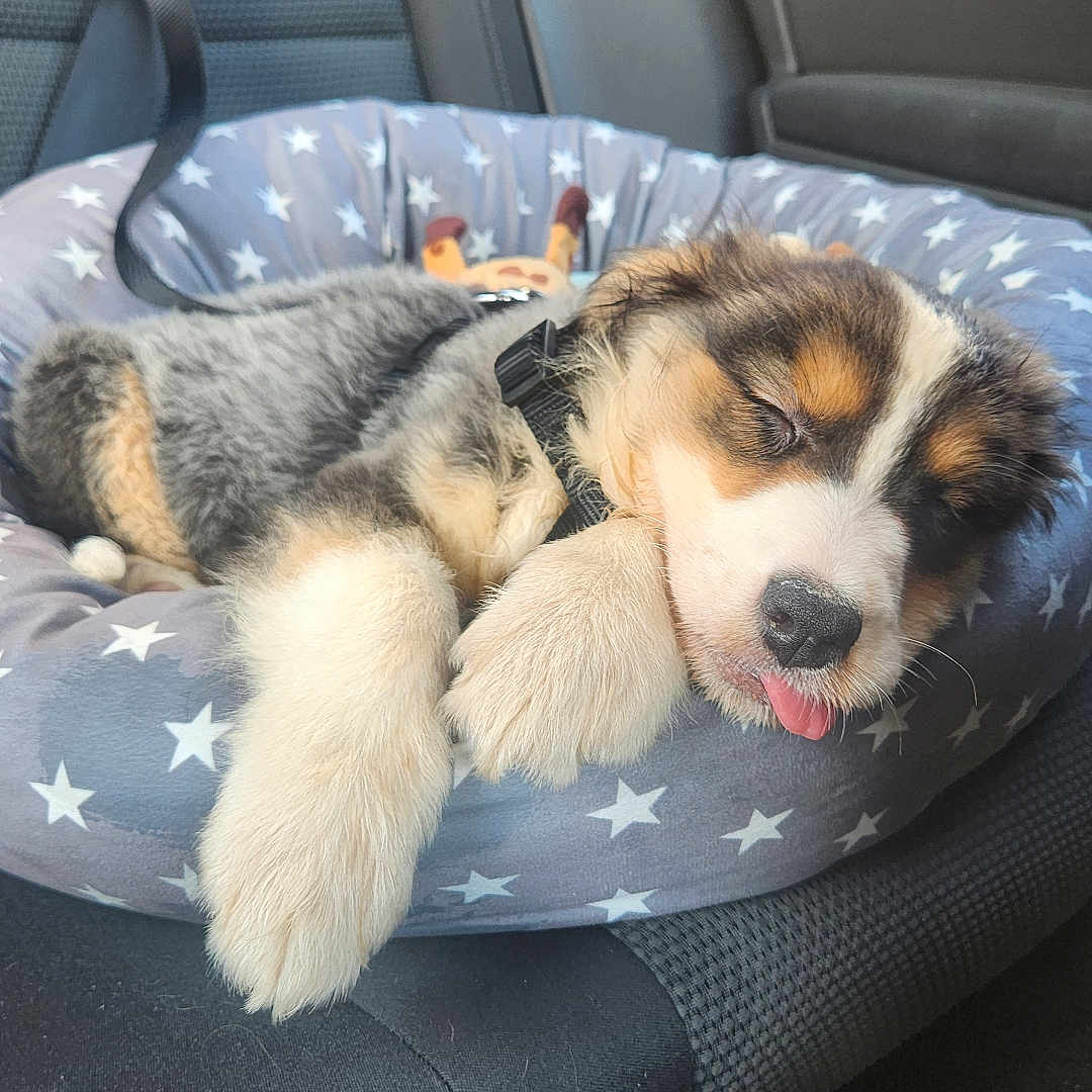 Zhenah a rejoint le concours — aidez-le/la à gagner de superbes lots ! adorable, animal, car_seat, collar, companion, cozy, cute, dog, domestic_animal, fur, indoor, leash, pet_bed, puppy, relaxation, resting, sleeping, star_pattern, tongue_out, young_dog