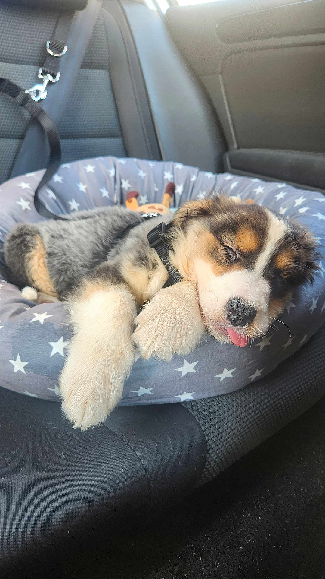 Zhenah a rejoint le concours — aidez-le/la à gagner de superbes lots ! puppy, dog, sleeping, car_seat, pet_bed, star_pattern, fur, tongue_out, cute, animal, resting, collar, leash, cozy, domestic_animal, indoor, relaxation, companion, adorable, young_dog