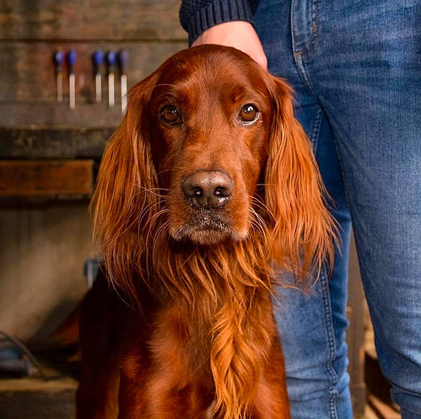 Indy participe au concours pour gagner de l'argent avec cette photo : canidae, carnivore, cocker_spaniel, companion_dog, dog, dog_breed, field_spaniel, german_spaniel, irish_red_and_white_setter, irish_setter, liver, mammal, picardy_spaniel, rare_breed_dog, retriever, setter, spaniel, sporting_group, sussex_spaniel, vertebrate