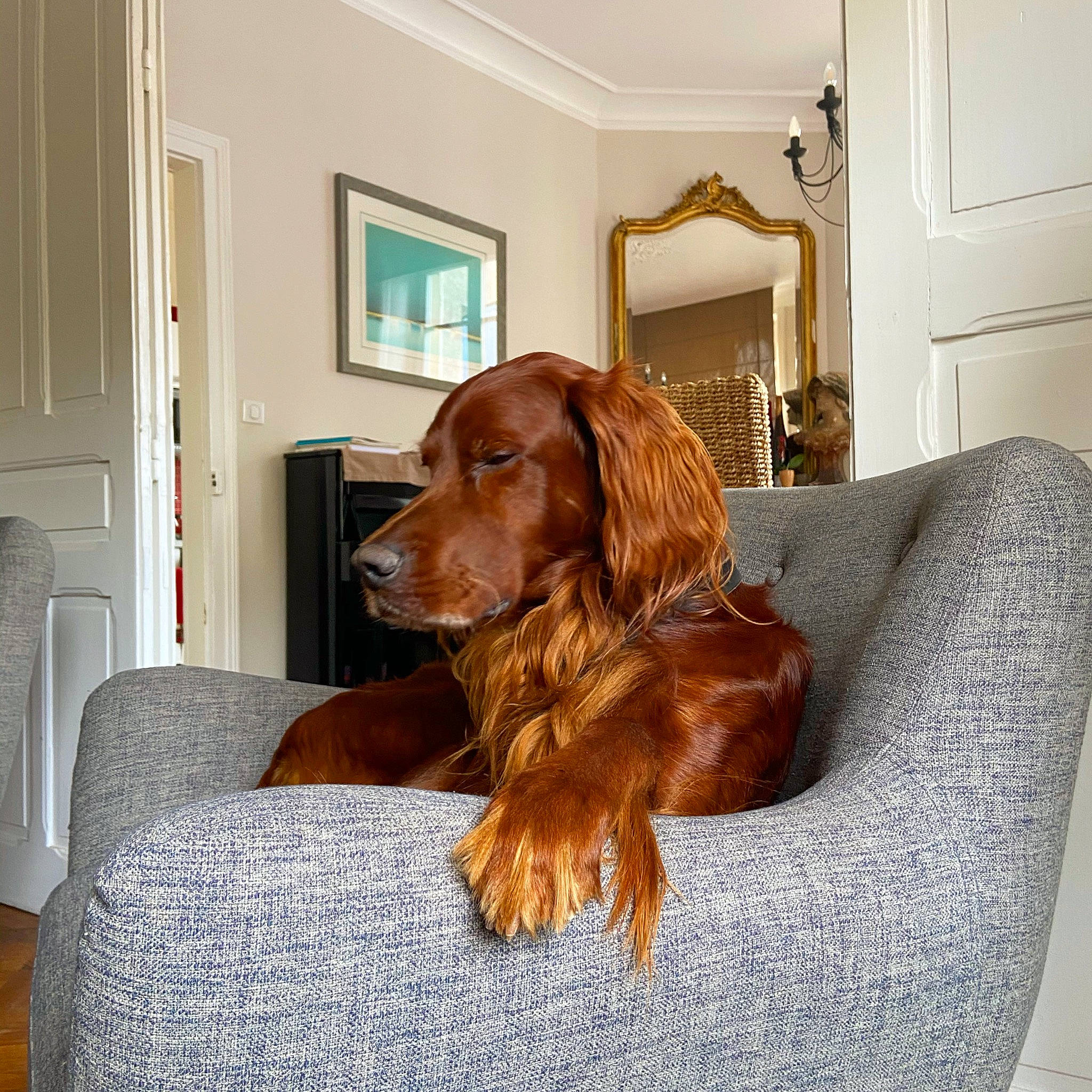 Indy a rejoint le concours — aidez-le/la à gagner de superbes lots ! canidae, carnivore, companion_dog, dog, dog_breed, english_cocker_spaniel, field_spaniel, furniture, german_longhaired_pointer, home, irish_red_and_white_setter, irish_setter, liver, mammal, retriever, room, setter, spaniel, sporting_group, vertebrate