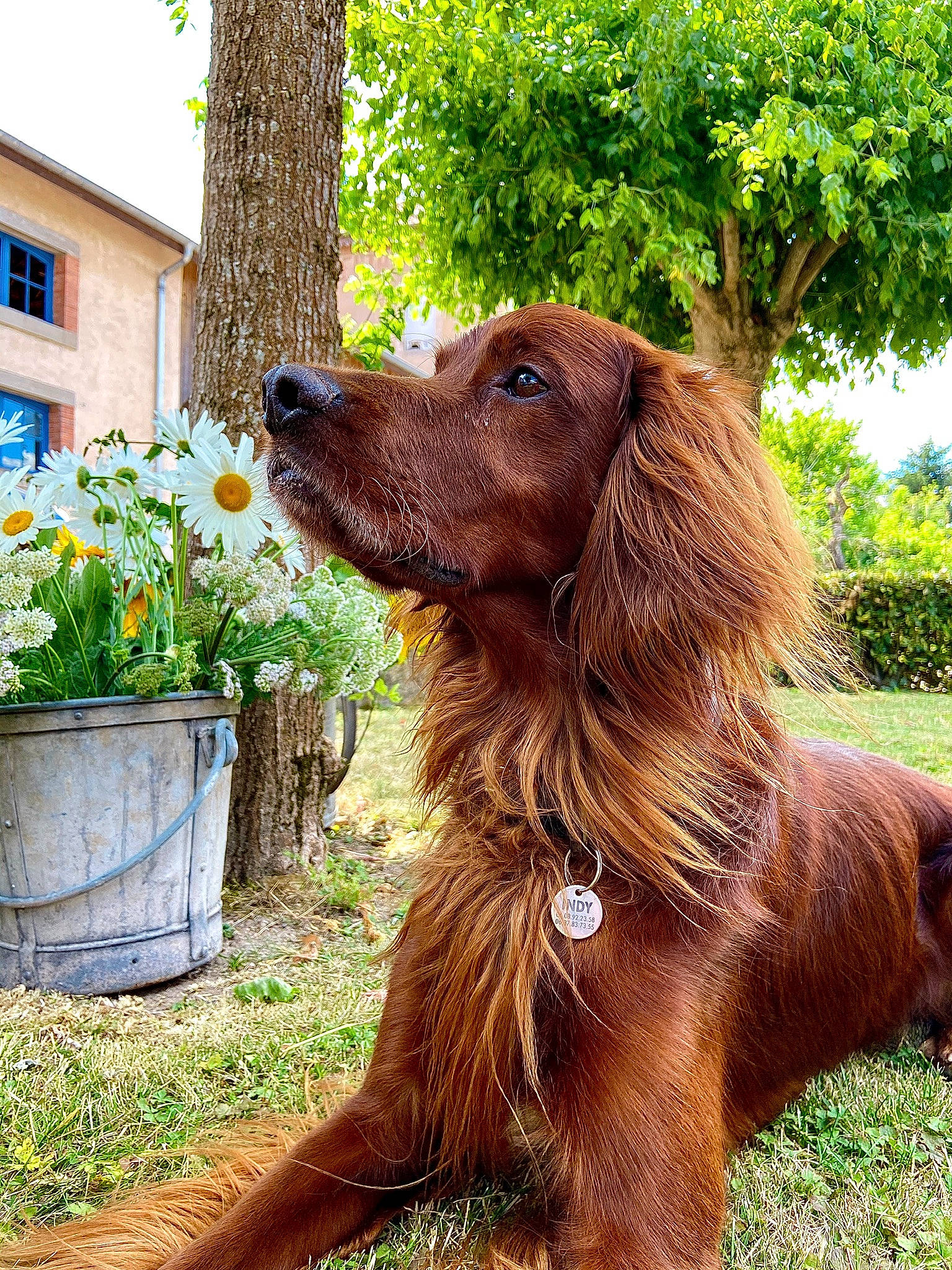 Indy a rejoint le concours — aidez-le/la à gagner de superbes lots ! canidae, carnivore, cocker_spaniel, companion_dog, dog, dog_breed, field_spaniel, german_longhaired_pointer, german_spaniel, irish_setter, liver, mammal, picardy_spaniel, plant, rare_breed_dog, setter, spaniel, sporting_group, sussex_spaniel, vertebrate
