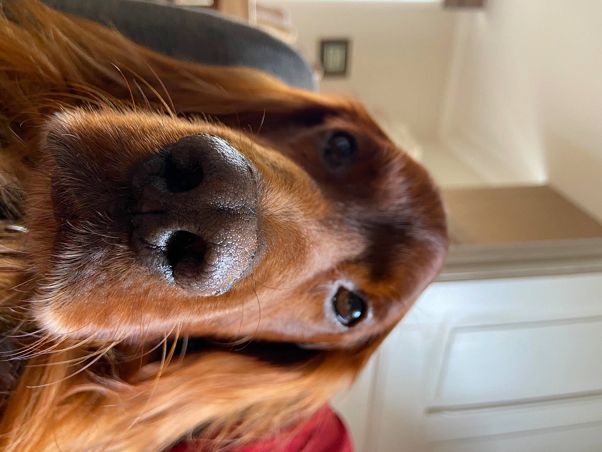 Indy a rejoint le concours — aidez-le/la à gagner de superbes lots ! canidae, carnivore, cavalier_king_charles_spaniel, close_up, companion_dog, dog, dog_breed, ear, eye, fur, head, irish_setter, mouth, nose, puppy, setter, snout, spaniel, sporting_group, whiskers