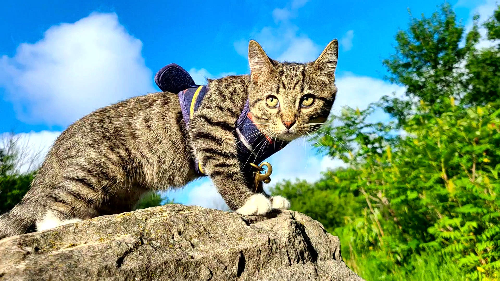 Cyrus is registered to the contest to win money with this photo: bedrock, bobcat, carnivore, cat, cloud, domestic_short_haired_cat, eye, fawn, felidae, fur, grass, plant, sky, small_to_medium_sized_cats, snout, tail, terrestrial_animal, tree, whiskers, wilderness