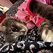 Sox joined the competition — help win amazing prizes! animal, blanket, cat, close_up, cozy, eyes, floral_pattern, fluffy, furry, gray_cat, indoor, kitten, lying_down, paws, pet, pink_clothing, portrait, upside_down, whiskers, white_paws