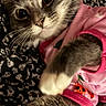 Sox is registered to the contest to win money with this photo: animal, bed, blanket, blue_eyes, cat, closeup, costume, cute, fashion, fluffy, gray_fur, indoor, kitten, lying_down, paw, pet, pink_clothing, portrait, whiskers, white_fur