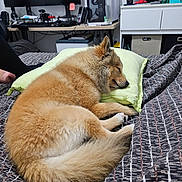 Marco Polo a rejoint le concours — aidez-le/la à gagner de superbes lots ! bed, blanket, computer, cozy, desk, dog, electronics, fluffy, fur, home, indoor, monitor, paw, pet, pillow, quiet, resting, sleeping, tail, workspace