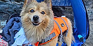 Marco Polo participe au concours pour gagner de l'argent avec cette photo : adventure, animal, beach, blue, camping, canine, dog, equipment, fur, happy, life_jacket, nature, orange, outdoor, pet, rocks, sand, smiling, tent, travel