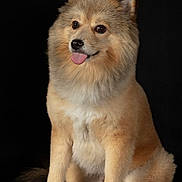 Marco Polo a rejoint le concours — aidez-le/la à gagner de superbes lots ! animal, black_background, brown_fur, canine, cute, dog, fluffy, friendly, furry, indoors, isolated, looking_away, mammal, pet, portrait, sitting, smiling, studio, tongue_out, white_paws