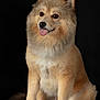 animal, black_background, brown_fur, canine, cute, dog, fluffy, friendly, furry, indoors, isolated, looking_away, mammal, pet, portrait, sitting, smiling, studio, tongue_out, white_paws