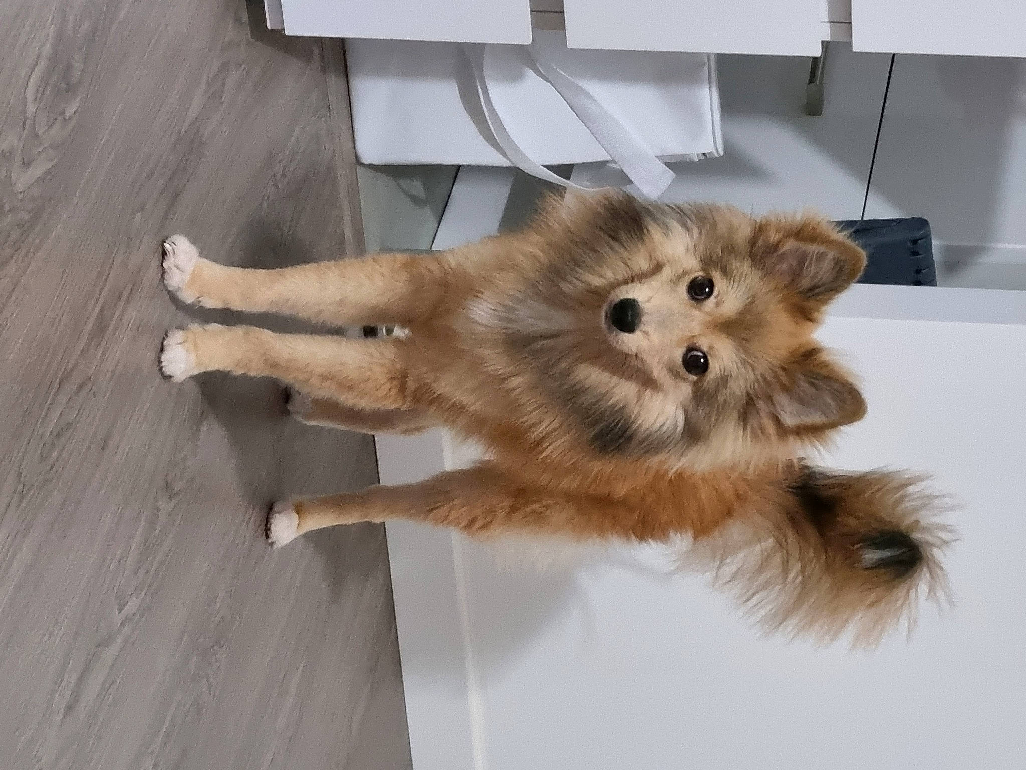 Polo participe au concours pour gagner de l'argent avec cette photo : canidae, carnivore, companion_dog, dog, dog_breed, fawn, fur, german_spitz, german_spitz_klein, german_spitz_mittel, paw, snout, spitz, sporting_group, tail, terrestrial_animal, toy_dog, whiskers, wood, working_animal