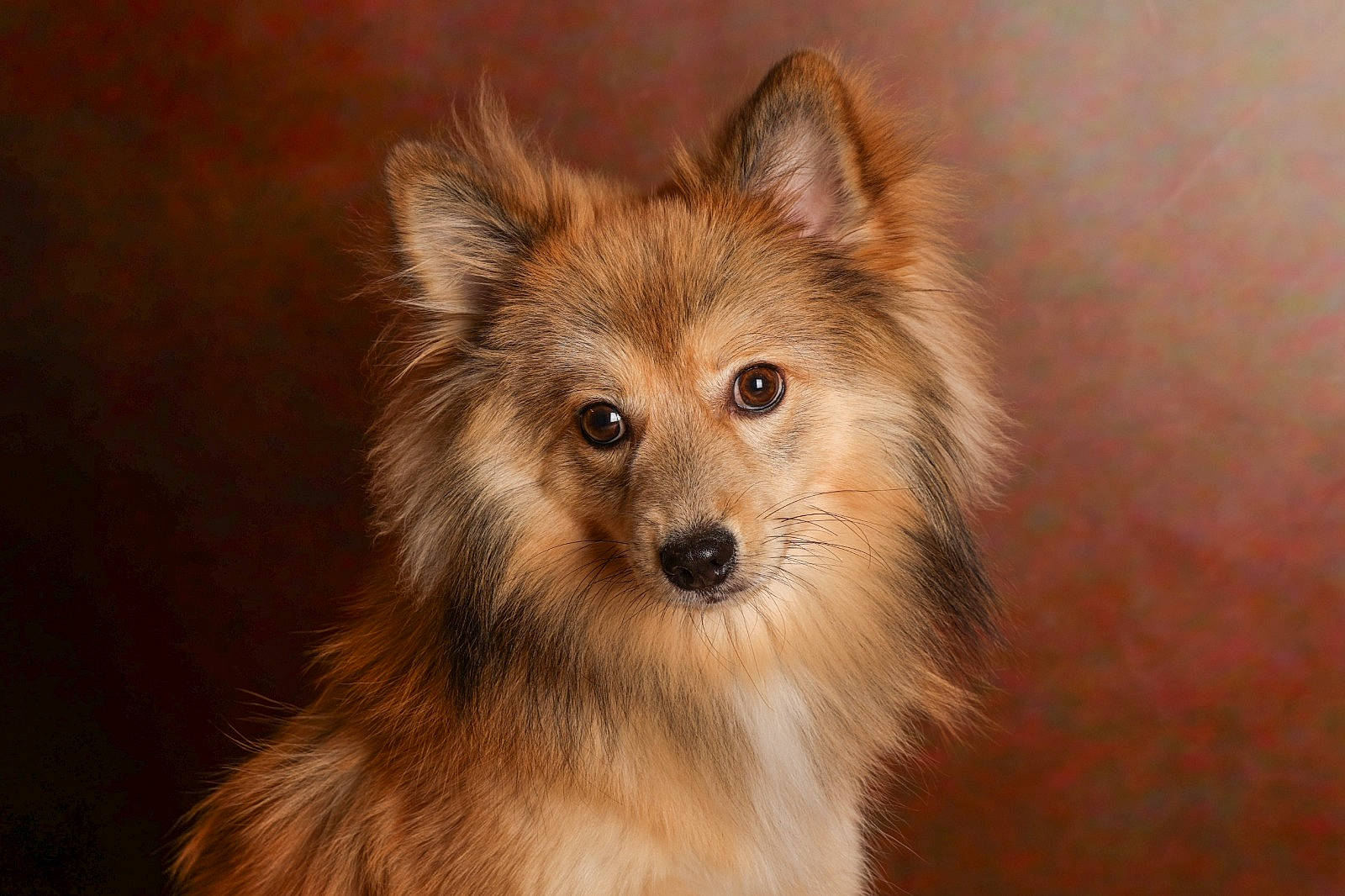 Polo a rejoint le concours — aidez-le/la à gagner de superbes lots ! canidae, carnivore, companion_dog, dog, dog_breed, fawn, fur, german_spitz_klein, german_spitz_mittel, liver, non_sporting_group, snout, spitz, sporting_group, terrestrial_animal, toy_dog, volpino_italiano, whiskers, wildlife, working_animal