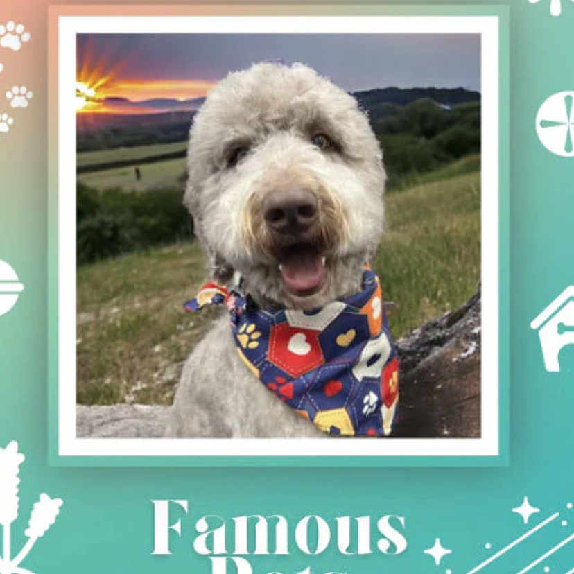 Bentley is registered to the contest to win money with this photo: accessories, advertisement, animal, canine, dog, envelope, face, greetingcard, head, nature, outdoors, person, pet, photography, poodle, portrait, poster, sky, text, whitedog