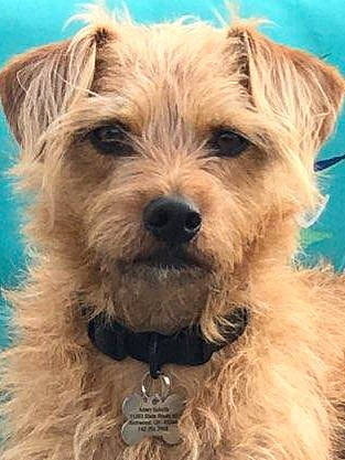 Dipper joined the competition — help win amazing prizes! biewer_terrier, canidae, carnivore, companion_dog, dog, dog_breed, fur, liver, maltepoo, puppy, small_terrier, snout, sporting_group, terrier, toy_dog, working_animal