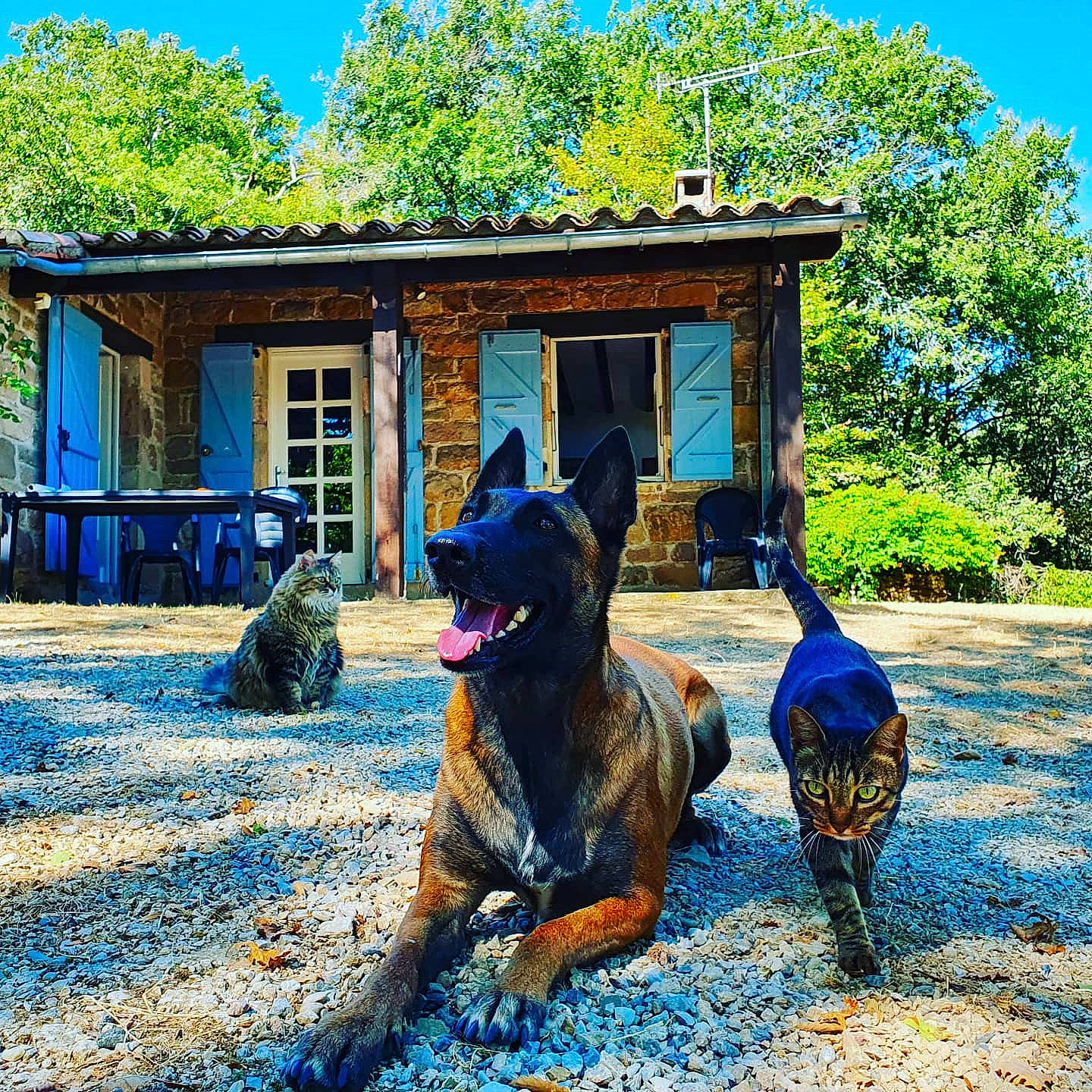 Naikah participe au concours pour gagner de l'argent avec cette photo : blue, canidae, carnivore, dog, dog_breed, dutch_shepherd_dog, guard_dog, home, house, landscape, mountain, plant, sky, sporting_group, summer, tree, working_dog