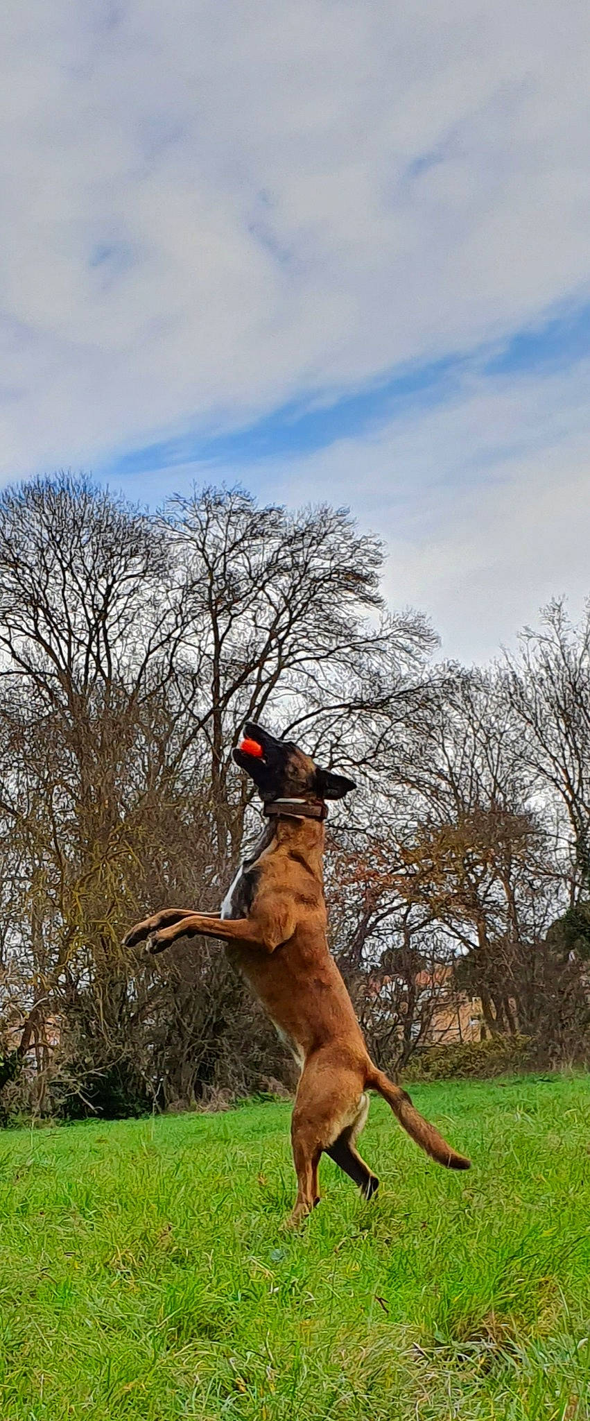 Naikah a rejoint le concours — aidez-le/la à gagner de superbes lots ! boerboel, broholmer, canidae, carnivore, dog, dog_breed, fawn, hunting_dog, mammal, sporting_group, tosa, tree, vertebrate, working_dog