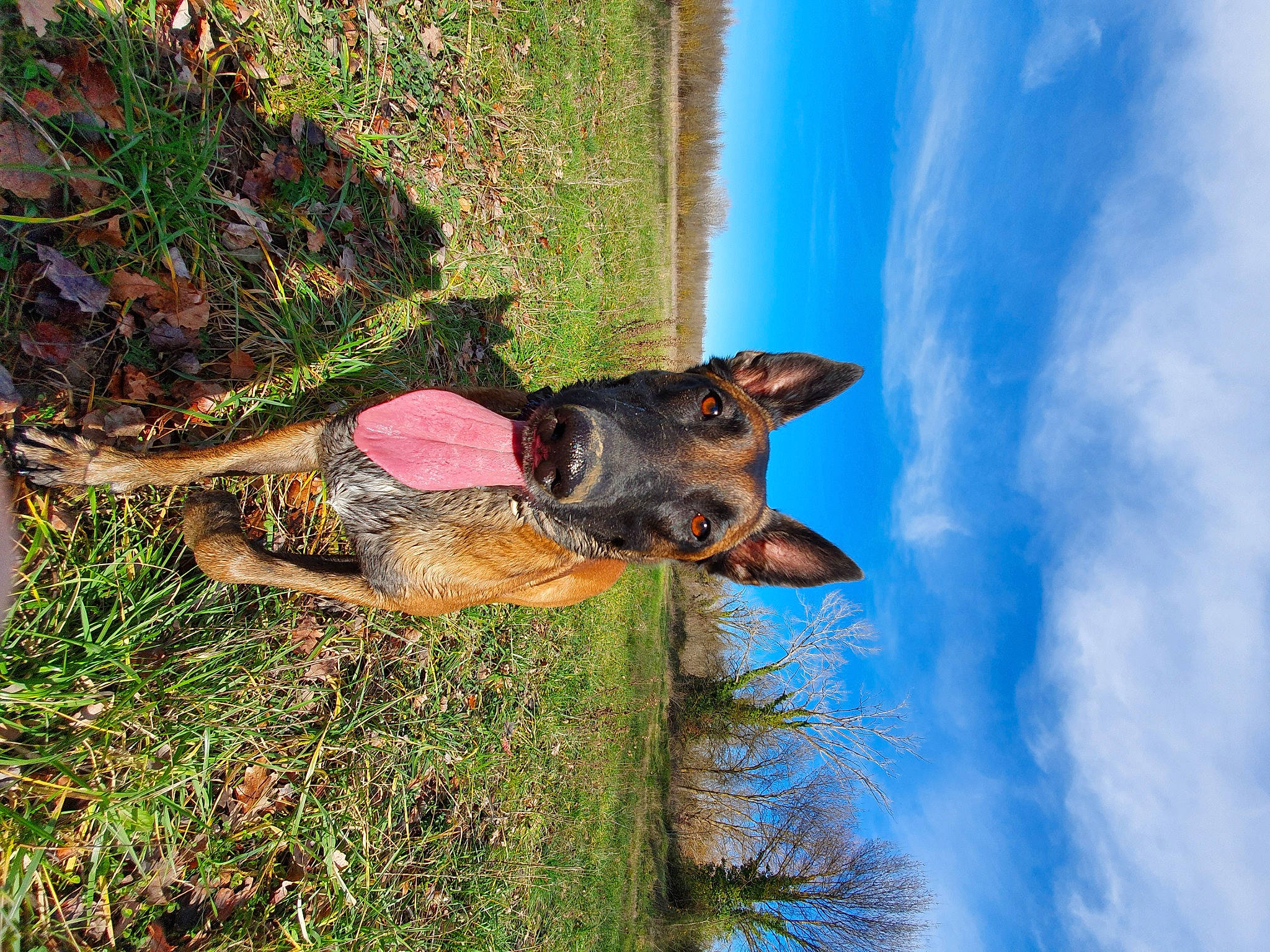 Naikah participe au concours pour gagner de l'argent avec cette photo : canidae, canis, carnivore, dog, dog_breed, fawn, german_shepherd_dog, grass, plant, snout, sporting_group, tree, wildflower, wildlife, working_dog
