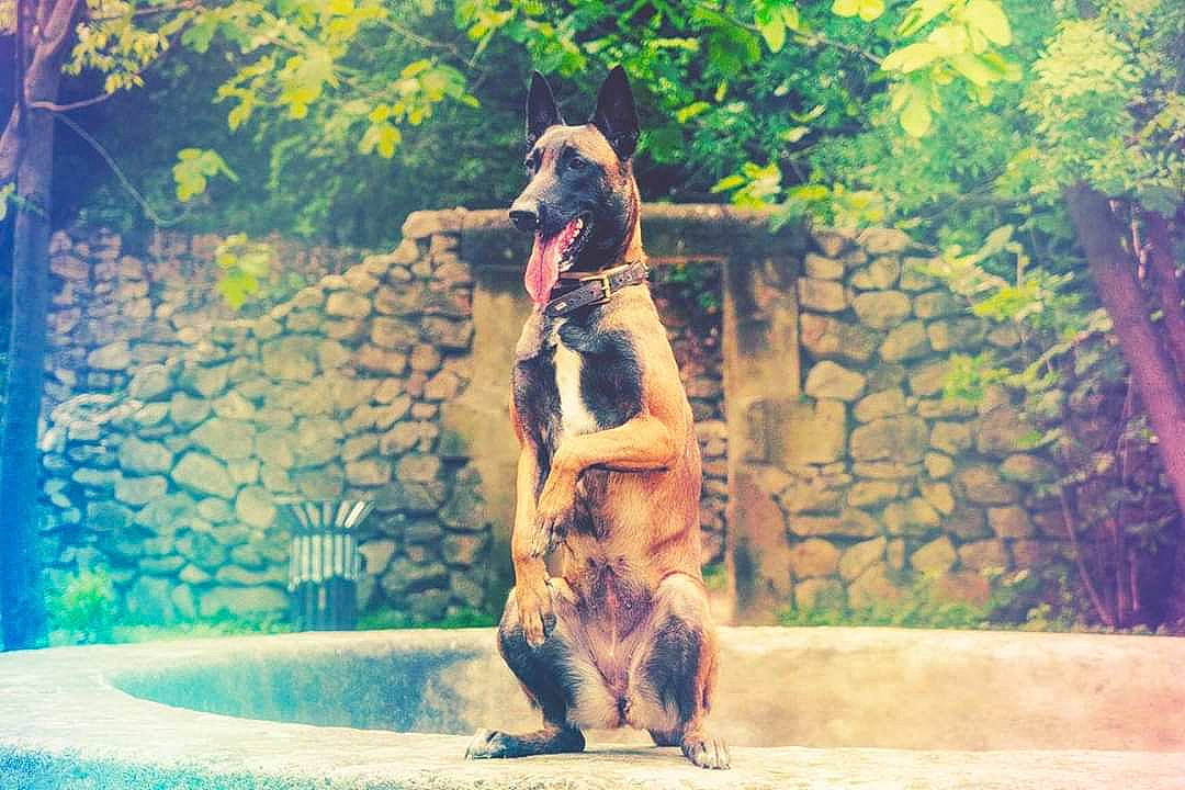 Naikah participe au concours pour gagner de l'argent avec cette photo : grass, photography, plant, sunlight, tree