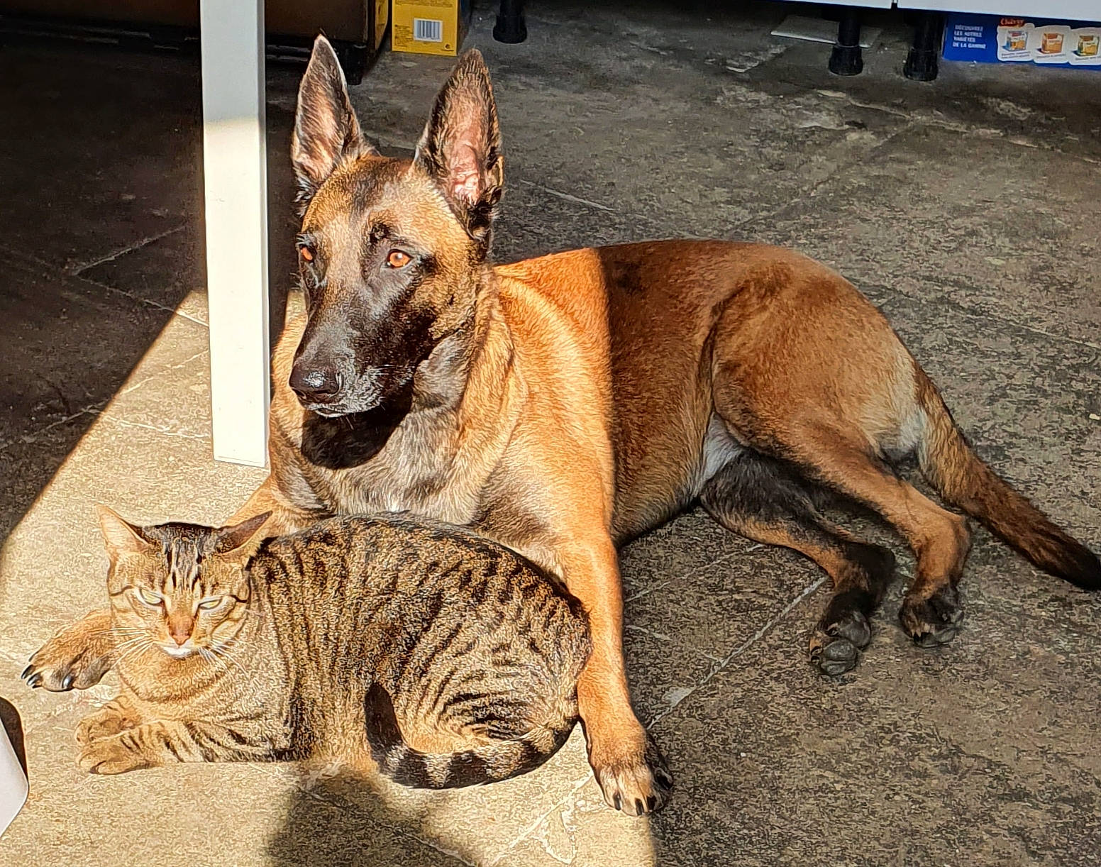 Naikah participe au concours pour gagner de l'argent avec cette photo : canidae, carnivore, cat, dog, dog_breed, fawn, felidae, mammal, vertebrate, whiskers