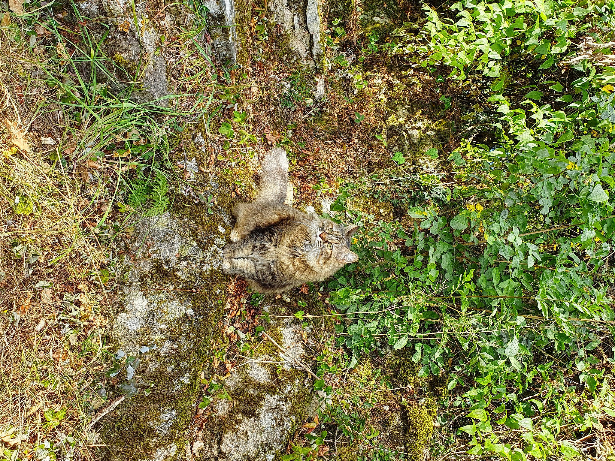 Melly a rejoint le concours — aidez-le/la à gagner de superbes lots ! grass, organism, plant, plant_community, tree