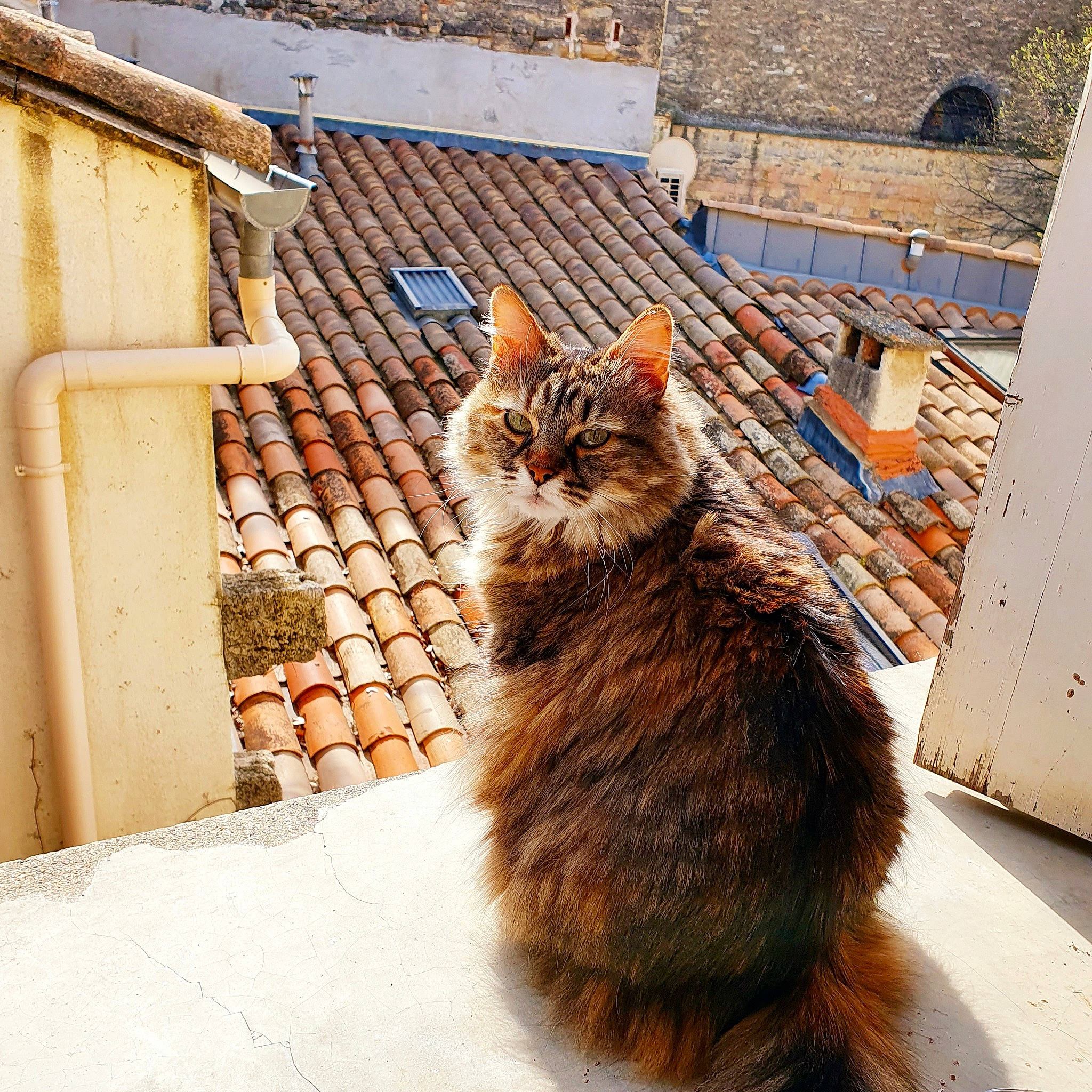 Melly a rejoint le concours — aidez-le/la à gagner de superbes lots ! aegean_cat, architecture, carnivore, cat, domestic_short_haired_cat, european_shorthair, fawn, felidae, fur, maine_coon, norwegian_forest_cat, polydactyl_cat, small_to_medium_sized_cats, somali, tabby_cat, tail, whiskers, wild_cat, window