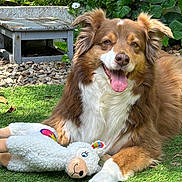 Joyce a rejoint le concours — aidez-le/la à gagner de superbes lots ! dog, pet, grass, toy, stuffed_animal, outdoor, garden, flowers, greenery, happy, smiling, fur, brown, white, playful, relaxed, animal, nature, summer, sunlight