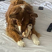 Joyce participe au concours pour gagner de l'argent avec cette photo : dog, bed, stuffed_toy, meerkat, white_bedspread, remote_control, phone, brown_dog, white_paws, fluffy, indoor, pet, animal, toy, resting, cozy, casual, domestic, fur, sniffing