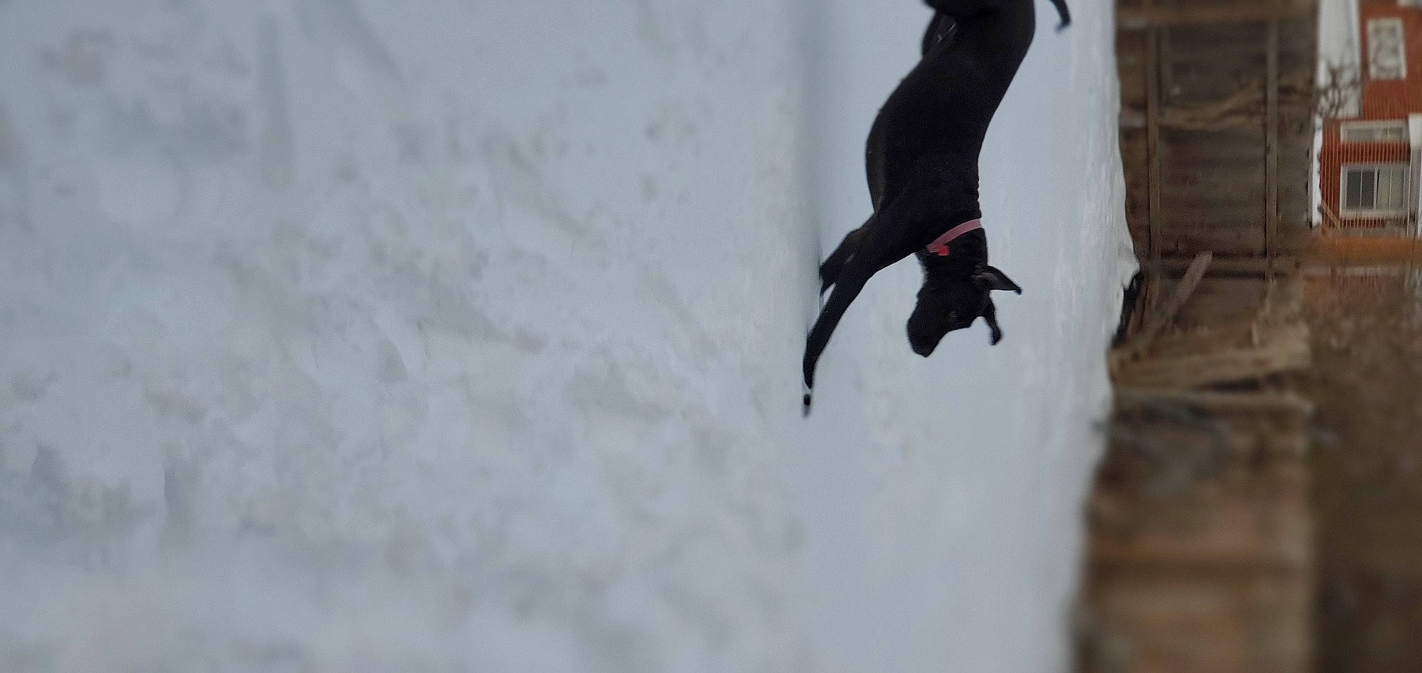 Sassy joined the competition — help win amazing prizes! canidae, carnivore, dog_breed, flightless_bird, freezing, geological_phenomenon, ice, snow, tail